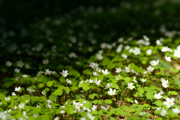 Oxalis articulata or acetosella. Medicinal wild blossoming wood sorrel herb. Grass with white, pink or yellow flowers growing in the forest or glade. Healthy plant used as food and drink ingredient.