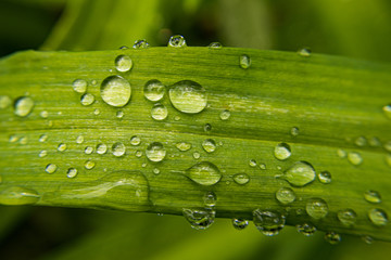 Macro Waterdrops On Leaf