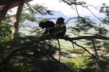 Singes dans un arbre, Cambodge