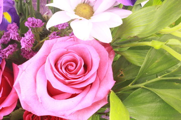 pink roses on a green background