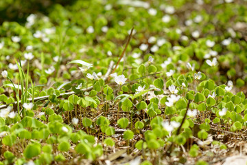 Oxalis articulata or acetosella. Medicinal wild blossoming wood sorrel herb. Grass with white, pink or yellow flowers growing in the forest or glade. Healthy plant used as food and drink ingredient.