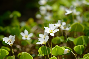 Obraz na płótnie Canvas Oxalis articulata or acetosella. Medicinal wild blossoming wood sorrel herb. Grass with white, pink or yellow flowers growing in the forest or glade. Healthy plant used as food and drink ingredient.