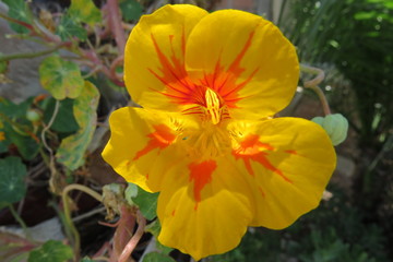 Flower yellow and red