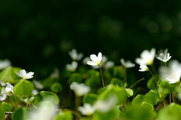 Oxalis articulata or acetosella. Medicinal wild blossoming wood sorrel herb. Grass with white, pink or yellow flowers growing in the forest or glade. Healthy plant used as food and drink ingredient.