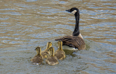 canada goose family