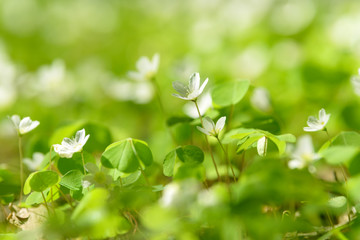 Oxalis articulata or acetosella. Medicinal wild blossoming wood sorrel herb. Grass with white, pink or yellow flowers growing in the forest or glade. Healthy plant used as food and drink ingredient.