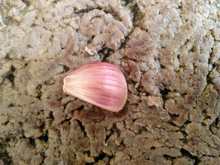 excellent garlic seasoning