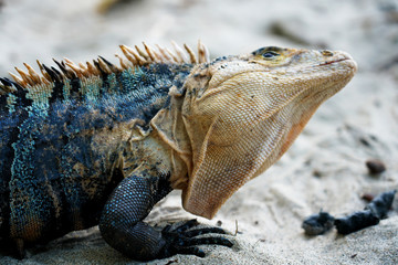 Iguana twisting its head and face detail