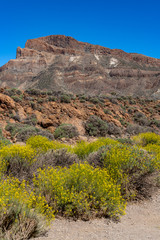 Im Frühling blühen endemische Pflanzen in der Kraterlandschaft des Teide