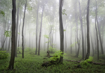 The foggy forests