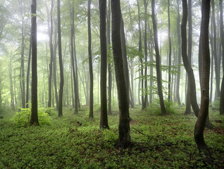 The foggy forests