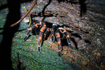 Red knees spider hiding in its house