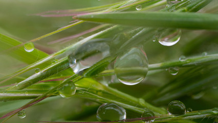 Green grass in nature with raindrops