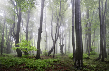 The foggy forests