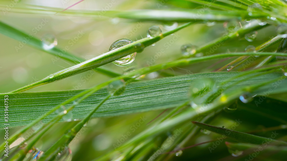 Wall mural green grass in nature with raindrops