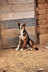 Stray dogs in Sucre, Bolivia