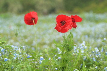 雨上がりの花畑