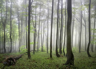 The foggy forests