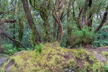 Mit Moos bewachsene Felsen im Lorbeerwald