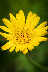 yellow flower with dew