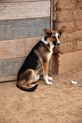 Naklejka na ściany i meble Stray dogs in Sucre, Bolivia