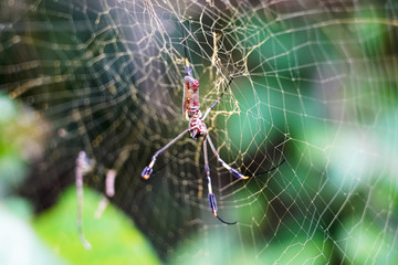 Red stomach spider building the web