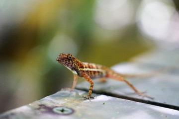 Little lizard close up and face details