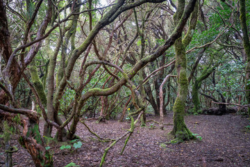 Märchenhafte Landschaft im Lorbeerwald auf Teneriffa