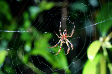 Beatiful spider hanging in the middle of the web