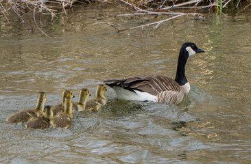 Obraz premium canada goose family