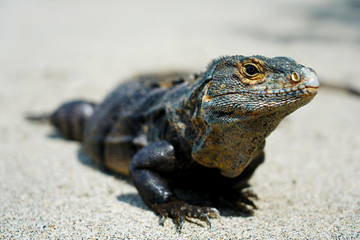 Obraz premium Big iguana on the beach in Corcovado, Costa Rica