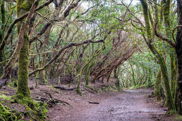 Mystische Landschaft im Lorbeerwald auf Teneriffa