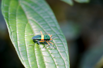 Coreid bug - Beautyful insects