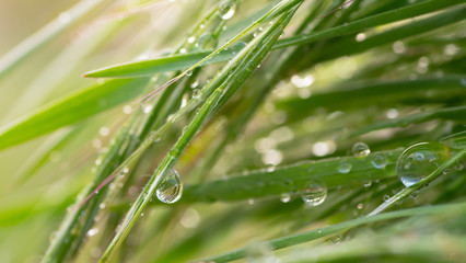 Green grass in nature with raindrops