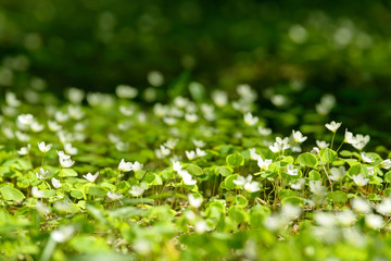 Oxalis articulata or acetosella. Medicinal wild blossoming wood sorrel herb. Grass with white, pink or yellow flowers growing in the forest or glade. Healthy plant used as food and drink ingredient.