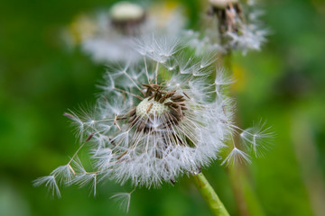 Dandelion seeds close-up on a natural background