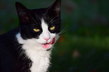 Fototapeta premium Schwarz Weiße Katze, nach dem Essen. Hat wohl gut geschmeckt.