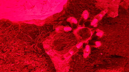 Spinne, Haarig, Giftig, Kunstvoll, Erschreckend