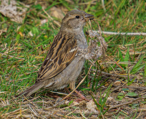 female house sparrow