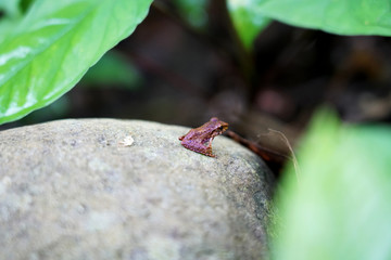 Little frog from the jungle on a frog