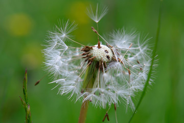 Dandelion seeds close-up on a natural background