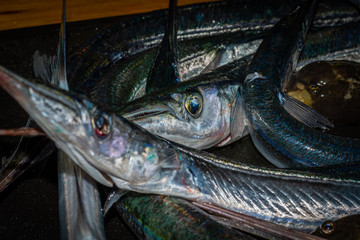 Fresh mackerel (Scombridae) and garfish (Belone belone) catch,  the garfish is also known as the garpike or sea needle