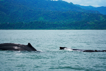 Fototapeta premium Group of humpback whales in Costa Rica shore
