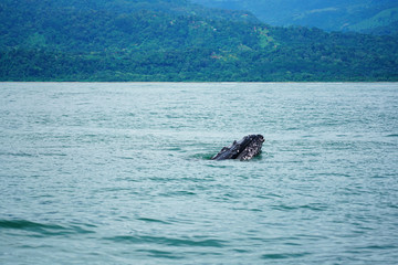 Fototapeta premium Group of humpback whale mouth in Costa Rica