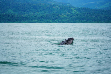 Group of humpback whale mouth in Costa Rica