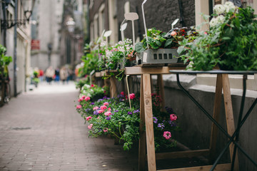 flowers on the street