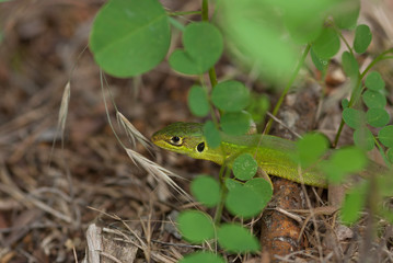 la lucertola si nasconde nella vegetazione