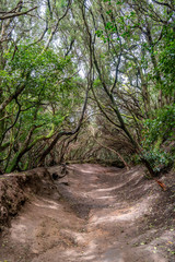 Ein Pfad unter dem Blätterdach der Lorbeerbäume