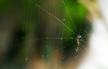 Beautiful spider hanging on his web