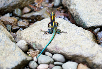 Ful body lizard laying on a rock